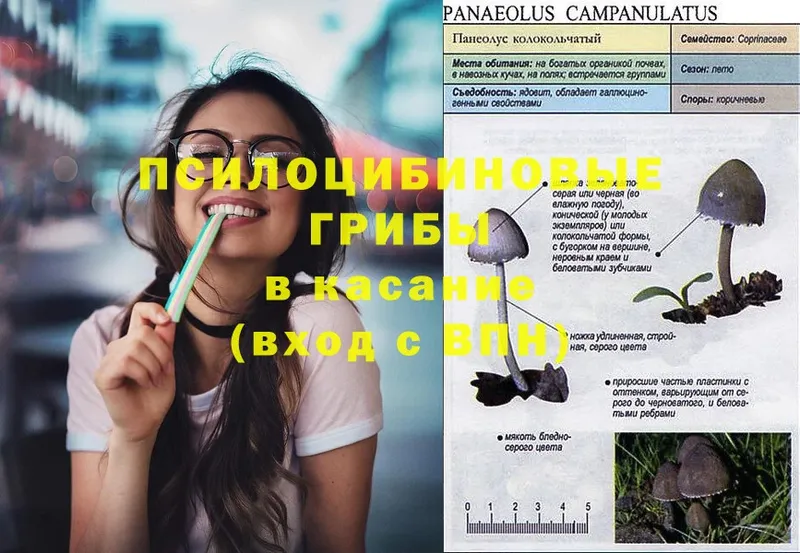 Галлюциногенные грибы Psilocybe  Тырныауз 